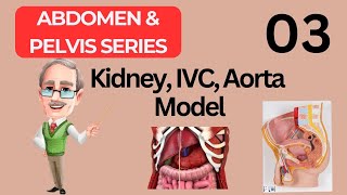 KidneyIVCAorta Model Spotting in Urdu amp Hindi  Abdomen amp Pelvis  2nd Year MBBS Anatomy  Ospe [upl. by Ahsilrae450]