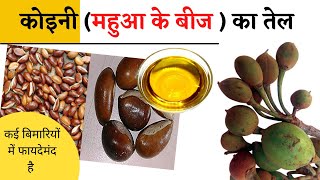 महुआ के बीज के तेल के फायदे  Health Benefits Of Mahuwa Seeds Oil In Hindi  The Jalebi [upl. by Allbee]