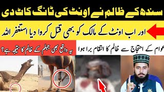 Sindh camel leg cut video  Sindh ontni ka Waqia  Wakeel Hassan Official [upl. by Jinny]