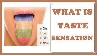 WHAT IS TASTE SENSATION PHYSIOLOGY  INFO HUB [upl. by Marlon]