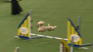 Carly Rae The Poodle Attempts Championship Run At Westminster Dog Show [upl. by Ntisuj]