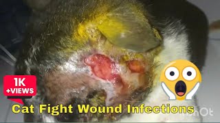 How to heal cat wound Cat wound maggot Cat wounds careJakhmi billi ka ilaj  catcare [upl. by Ayiak466]