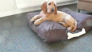 Basset Fauve de Bretagne  Vos op dr Fatboy [upl. by Breanne]