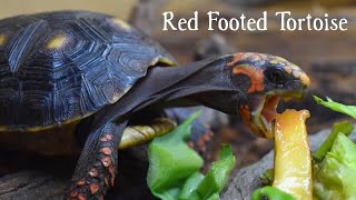 Red Foot Tortoises  Setting Up a Bioactive Vivarium Care and Adopting [upl. by Ramirol676]