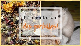 ➳ LALIMENTATION des GERBILLES  CONSEILS [upl. by Lashonda]