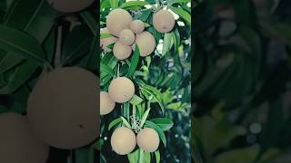 Sapota tree with fruit  Sapodilla  Chickoo  Nose berry lamoot [upl. by Wahl]