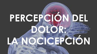 La Percepción del Dolor  La Nocicepción [upl. by Ladonna]