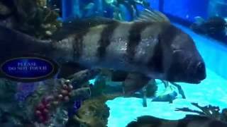 Rumfish Grill Aquarium Viewing Area Tanked Animal Planet Viewing Area 2016 St Petersburg FL [upl. by Sibel]