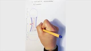 Comprendre lostéogenèse partie 2 complément de cours [upl. by Goebel]