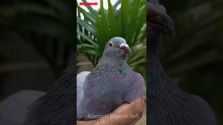 Pigeon treatment 🧄 fed🕊️shortstreendviral ytshortspetspigeon [upl. by Wills]