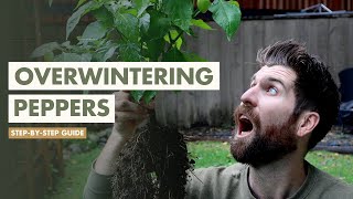 How to Overwinter Pepper Plants For Next Year [upl. by Huang166]