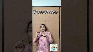 The World of Roots Taproot Fibrous Root System amp Adventitious Roots [upl. by Margarethe]