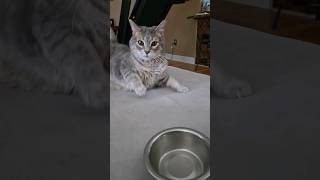 Scaredy cat funny cats cat scary beautiful how dance catvideos surprise crazy sleep yt [upl. by Nysila]