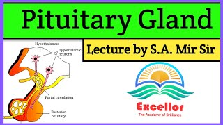 Pituitary Gland Anatomy And Physiology In Hindi  Pituitary Hormones  Hypophysis [upl. by Margetts762]