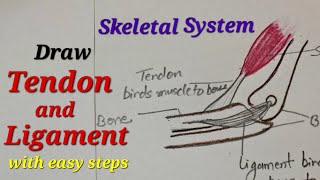 Tendon and ligament drawing easy How yo draw ligament and tendon Skeletal system drawing easy [upl. by Neuberger]