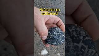 Cretaceous sea urchin echinoid fossil find from the holderness coast in Yorkshire fossilhunting [upl. by Yt]