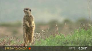 Group hug Meerkat family huddles together [upl. by Nedac]