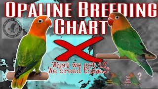 opaline breeding chart  african lovebirds [upl. by Neersan]