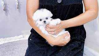 Teacup Maltese Puppy  Connie [upl. by Folly]