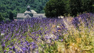 Sounds of Cicadas in Sunny Provence  10 Hours  RelaxampStudy 🌞🌺🦗 [upl. by Tucky750]