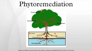 Phytoremediation [upl. by Nissy]