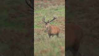 Close up with Huge Exmoor Stag Rut 2023 deer [upl. by Foster]