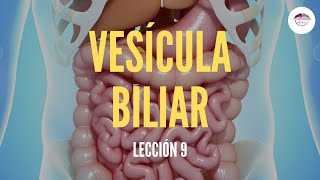 9 LA VESÍCULA BILIAR ESTRUCTURA Y FUNCIÓN DEL SISTEMA DIGESTIVO [upl. by Ioj557]