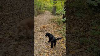 Naturpark Bautzen mit Hunden [upl. by Coralie]