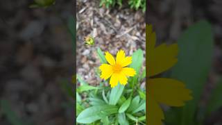 Yellow Wildflowers in Full Bloom flowers wildflowers gardening youtubeshorts [upl. by Steck]