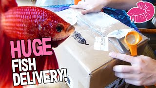 Huge Betta unboxing [upl. by Occir]