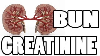 ✔✔✔ What is BUN and Creatinine  Kidney Function Test ✔✔✔ [upl. by Sayce]