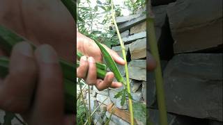 Okra was harvested after a long time farming gardening satisfying shorts [upl. by Oralla]