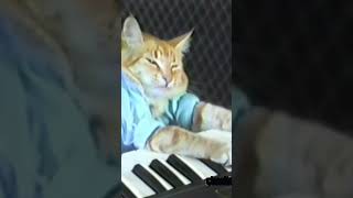 Keyboard Cat New Shorty [upl. by Kirtley]