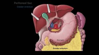 Peritoneum tutorial [upl. by Bald]