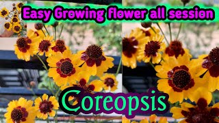 How to grow coreopsis flowercoreopsis easy growing Plant [upl. by Rim]