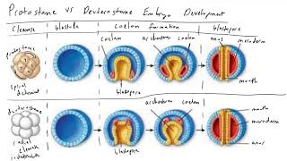 Protostome vs Deuterostome Embryo Development [upl. by Isidore728]