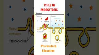 Types Of Endocytosis  Phagocytosis  Pinocytosis  Biopharmaceutics  Pharmaceutics [upl. by Eaneg]