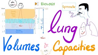 Lung Volumes and Capacities  Pulmonary Function Tests PFTs  Biology Review [upl. by Si]