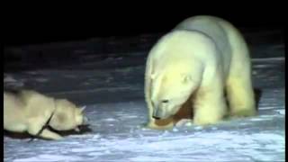 Polar Bear vs Dog Husky attacks Polar Bear Белый медвед против хаски [upl. by Ancel350]