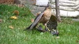 sparrowhawk graphically killing a starling Close up footage [upl. by Mauceri]