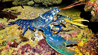 Coastal Foraging at Night  Lobsters Crabs Conger with awesome UV footage  The Fish Locker [upl. by Spada423]