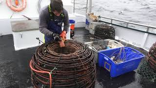 CRAYFISHING ON THE WESTCOAST OF TASMANIA GOOD FOOTAGE [upl. by Ahseined]