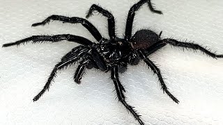 Sydney Funnel Web Spider  Aggressive Extremely Deadly amp Beautiful [upl. by Adnarahs]