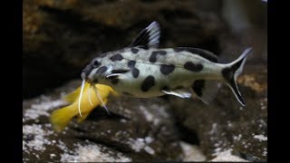 Synodontis polli white Zambia [upl. by Peursem]