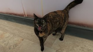 Tortoiseshell cat with soft fur meows and asks me for food [upl. by Harald]