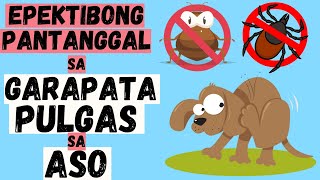 🐕 Gamot at LUNAS sa GARAPATA at PULGAS sa ASO  Paano matanggal ang TICKS EAR MITES FLEAS sa DOGS [upl. by Haleak]