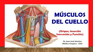 🥇 MÚSCULOS DEL CUELLO Fácil Rápido y Sencillo [upl. by Adrahc252]