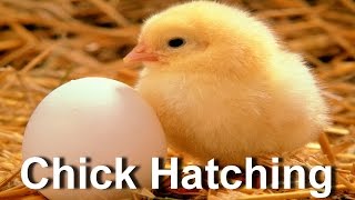 Baby Chick Hatching  Egg Hatching [upl. by Sitra325]