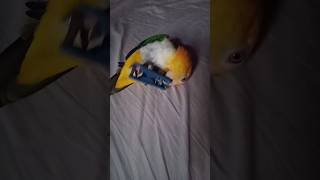 Playing with a Clothespin cute funny beautiful birds nature love enjoy explore like video [upl. by Giliane347]