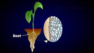 Mycorrhiza as biofertilizer [upl. by Nivla522]